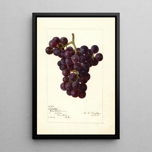 Maalauksen jäljennös Vitis Sunrise - Amanda Almira Newton