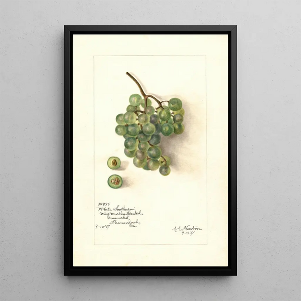 Maalauksen jäljennös Vitis White Southern - Amanda Almira Newton