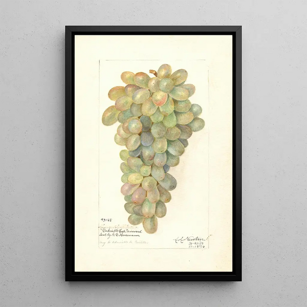 Vitis-maalaus - Amanda Almira Newton — kehystetty taideteos seinällä