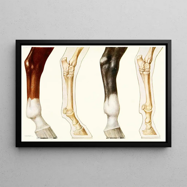 Amedeo John Engel Terzi - The Fetlock Normal And Overshot.webp