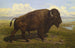 Amerikan biisoni Jackson Hole, Yellowstone - Yhdysvaltain koulu — näkymä teoksesta