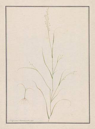 Andrew Fyfe - Eragrostis Tef.webp