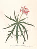 Jatropha Multifidis - Ann Lee — näkymä teoksesta