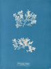 Achnanthes longipes parasite - Anna Atkins — näkymä teoksesta