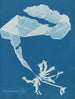 Alaria esculenta - Anna Atkins — näkymä teoksesta