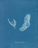 Asperococcus turneri - Anna Atkins — näkymä teoksesta