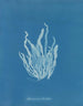 Asperococcus echinatus - Anna Atkins — näkymä teoksesta