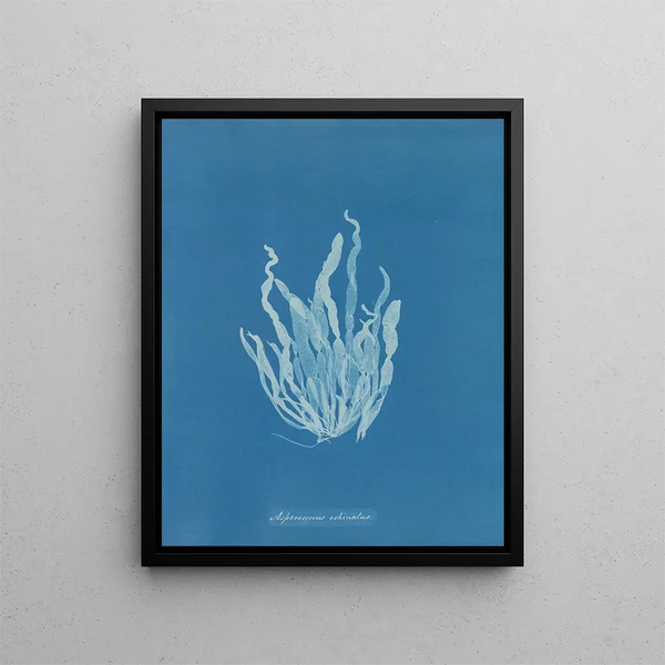 Anna Atkins - Asperococcus echinatus.webp