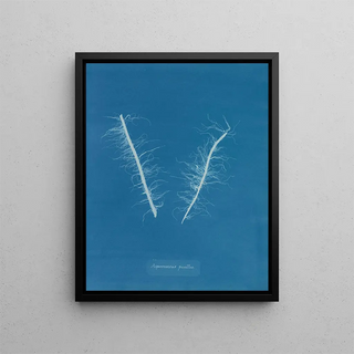 Anna Atkins - Asperococcus pusillus.webp