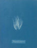 Bangia fuscopurpurea - Anna Atkins — näkymä teoksesta