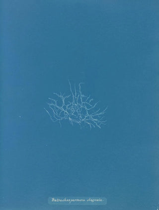 Anna Atkins - Batrachospermum stagnale.webp