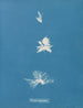 Bryopsis hypnoides - Anna Atkins — näkymä teoksesta