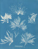Bryopsis plumosa - Anna Atkins — näkymä teoksesta