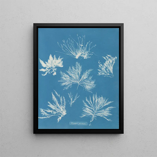 Anna Atkins - Bryopsis plumosa.webp