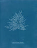 Rose de Callithamnion - Anna Atkins — näkymä teoksesta
