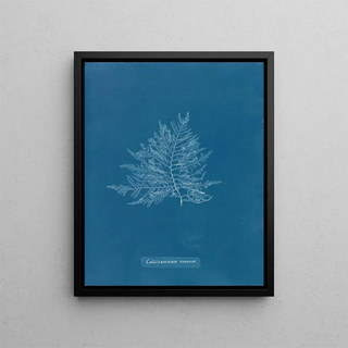 Anna Atkins - Calithamnion roseum.webp