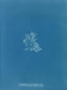 Callithamnion hookeri var. - Anna Atkins — näkymä teoksesta