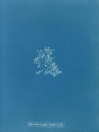 Anna Atkins - Callithamnion Hookeri var.webp