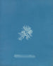 Callithamnion gracillimum - Anna Atkins — näkymä teoksesta