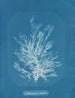 Callithamnion plumula - Anna Atkins — näkymä teoksesta