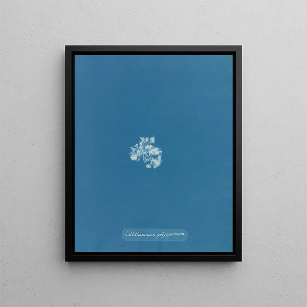 Anna Atkins - Callithamnion polyspermum.webp