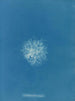 Callithamnion roseum - Anna Atkins — näkymä teoksesta