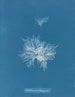 Callithamnion tetragonum - Anna Atkins — näkymä teoksesta