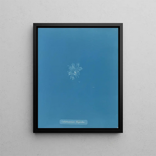 Anna Atkins - Callithamnion thuyioides.webp