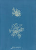 Calothrix confervicola - Anna Atkins — näkymä teoksesta
