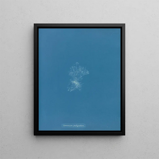 Anna Atkins - Ceramium fastigiatum.webp