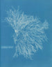 Céramique rouge - Anna Atkins — näkymä teoksesta