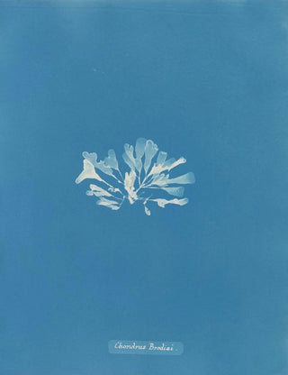 Anna Atkins - Chondrus Brodii.webp