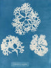 Rapeakuorinen kotilo - Anna Atkins — näkymä teoksesta
