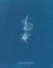 Chondrus crispus var. - Anna Atkins — näkymä teoksesta