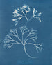 Cartilage mammaire - Anna Atkins — näkymä teoksesta