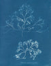 Chondrus membranifolius - Anna Atkins — näkymä teoksesta