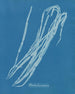 Chorda lomentaria - Anna Atkins — näkymä teoksesta