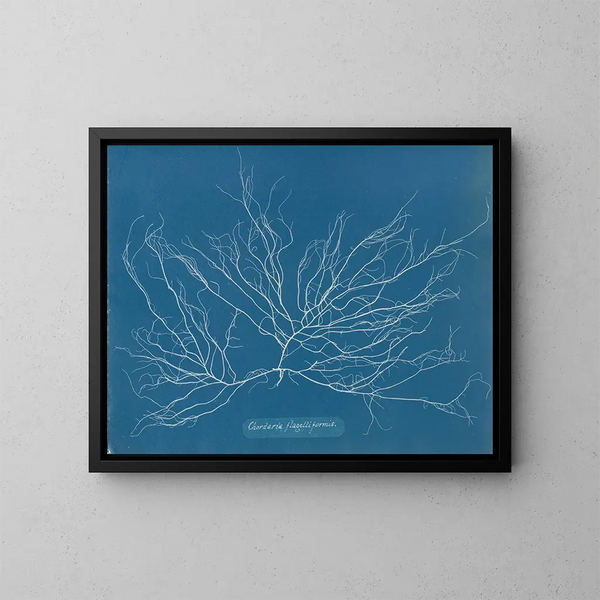 Chordaria flagelliformis - Anna Atkins — kehystetty taideteos seinällä