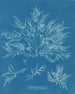 Chylocladia clavellosa - Anna Atkins — näkymä teoksesta