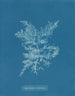 Chylocladia califormis - Anna Atkins — näkymä teoksesta