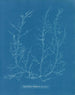Chylocladia kaliformis dans les fruits - Anna Atkins — näkymä teoksesta