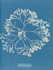 Chylocladia ovalis - Anna Atkins — näkymä teoksesta