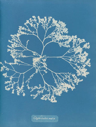 Anna Atkins - Chylocladia ovalis.webp