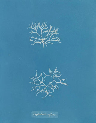 Anna Atkins - Chylocladia reflexa.webp