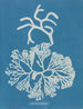 Codium tomentosum - Anna Atkins — näkymä teoksesta