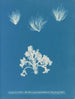 Conferva arcta les trois spécimens supérieurs à l'état jeune - Anna Atkins — näkymä teoksesta