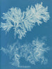 Comparer mince - Anna Atkins — näkymä teoksesta