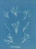 Coralline allongée - Anna Atkins — näkymä teoksesta