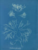 Corallina officinalis - Anna Atkins — näkymä teoksesta