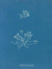 Korallien suomut - Anna Atkins — näkymä teoksesta